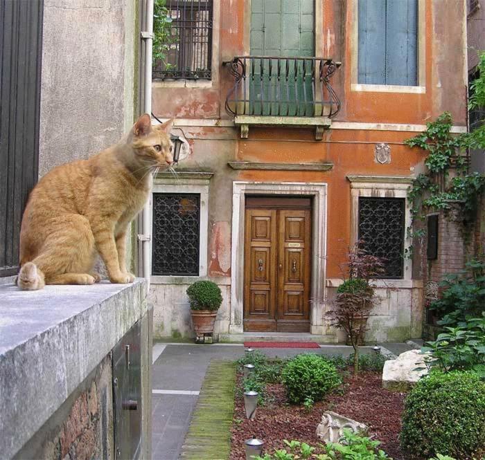 Bed and Breakfast Ca' Angeli à Venise Extérieur photo